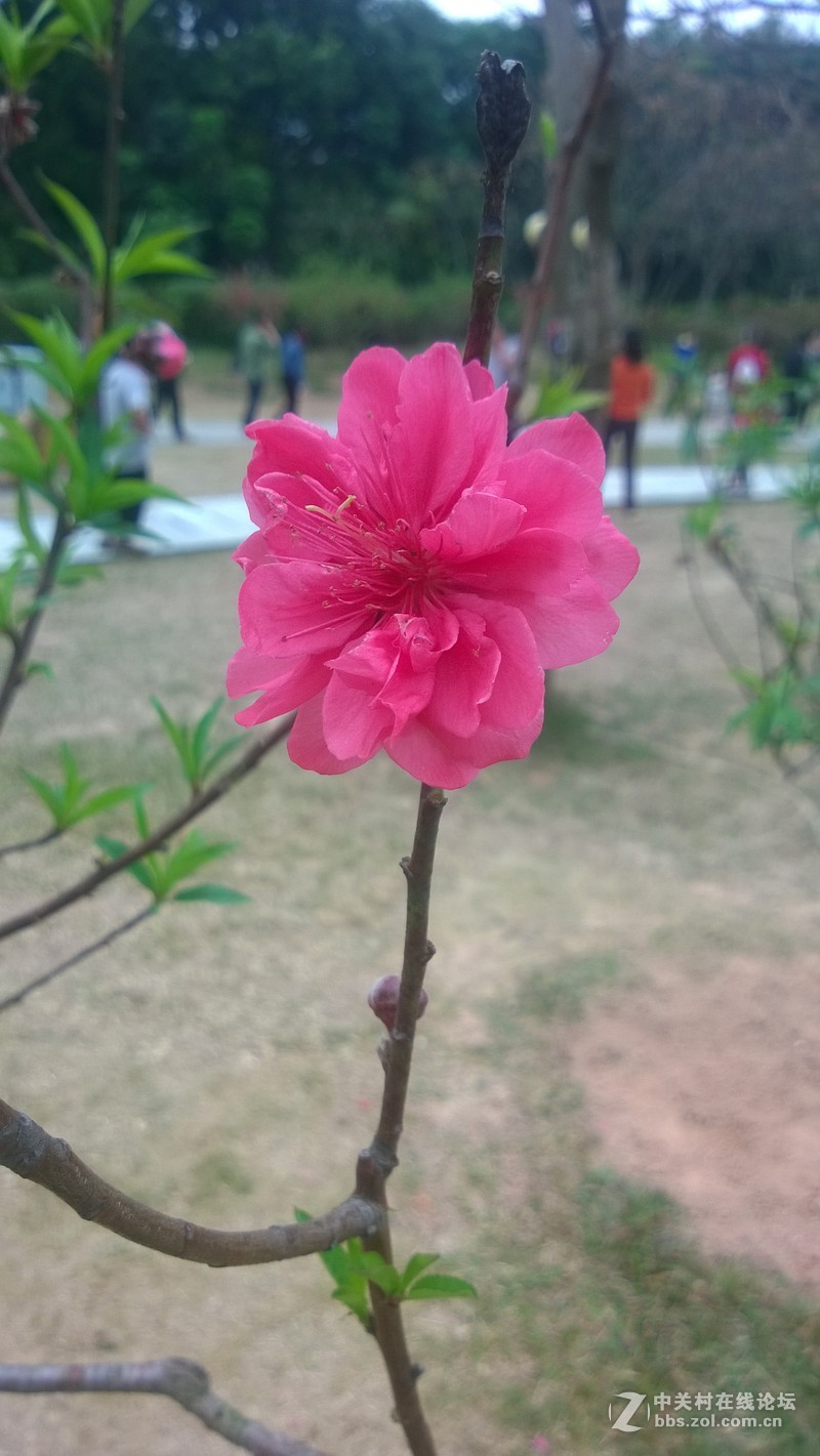 诺基亚928的效果，桃花运贴