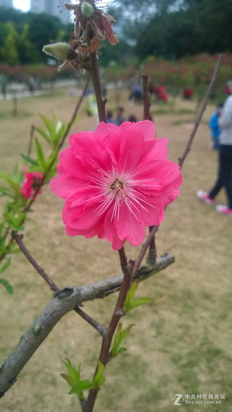 诺基亚928的效果，桃花运贴