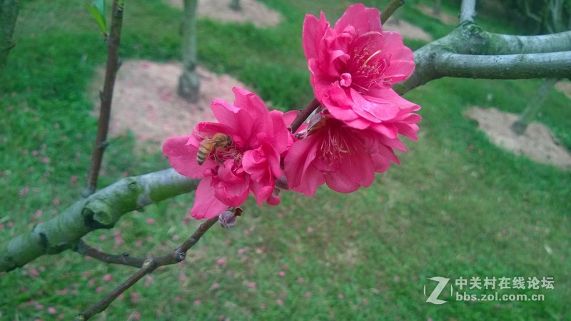 诺基亚928的效果，桃花运贴