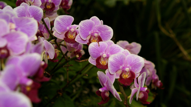 很久没有发图了，发几张花图。