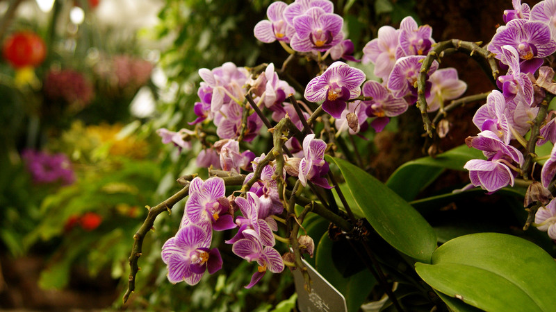 很久没有发图了，发几张花图。