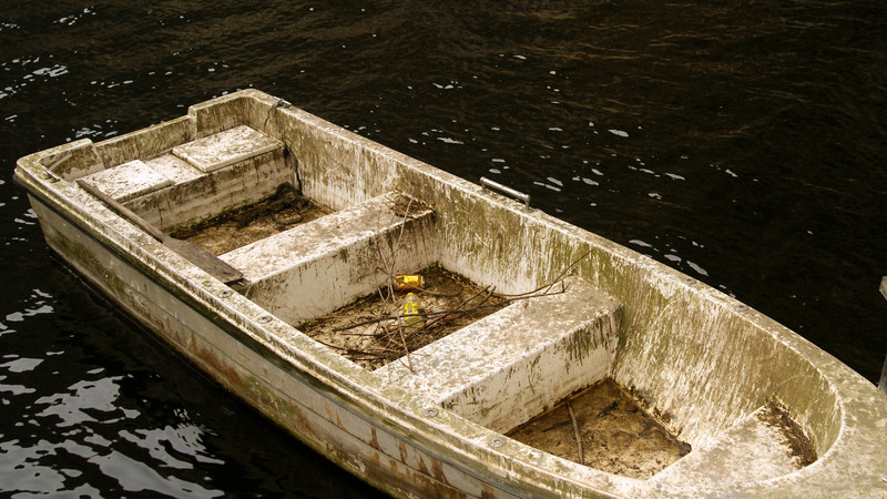 很久没有发图了，发几张花图。