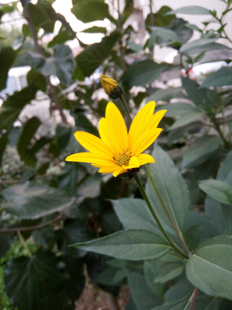 钟爱纯净、简约、白之美手机-iuni N1之开箱系统篇