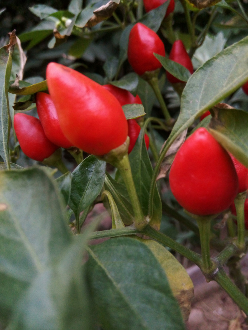 钟爱纯净、简约、白之美手机-iuni N1之开箱系统篇