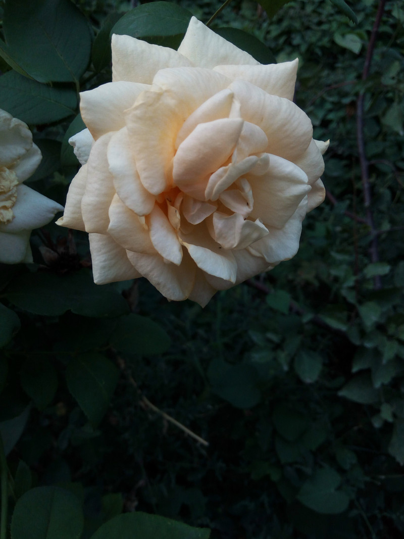 钟爱纯净、简约、白之美手机-iuni N1之开箱系统篇