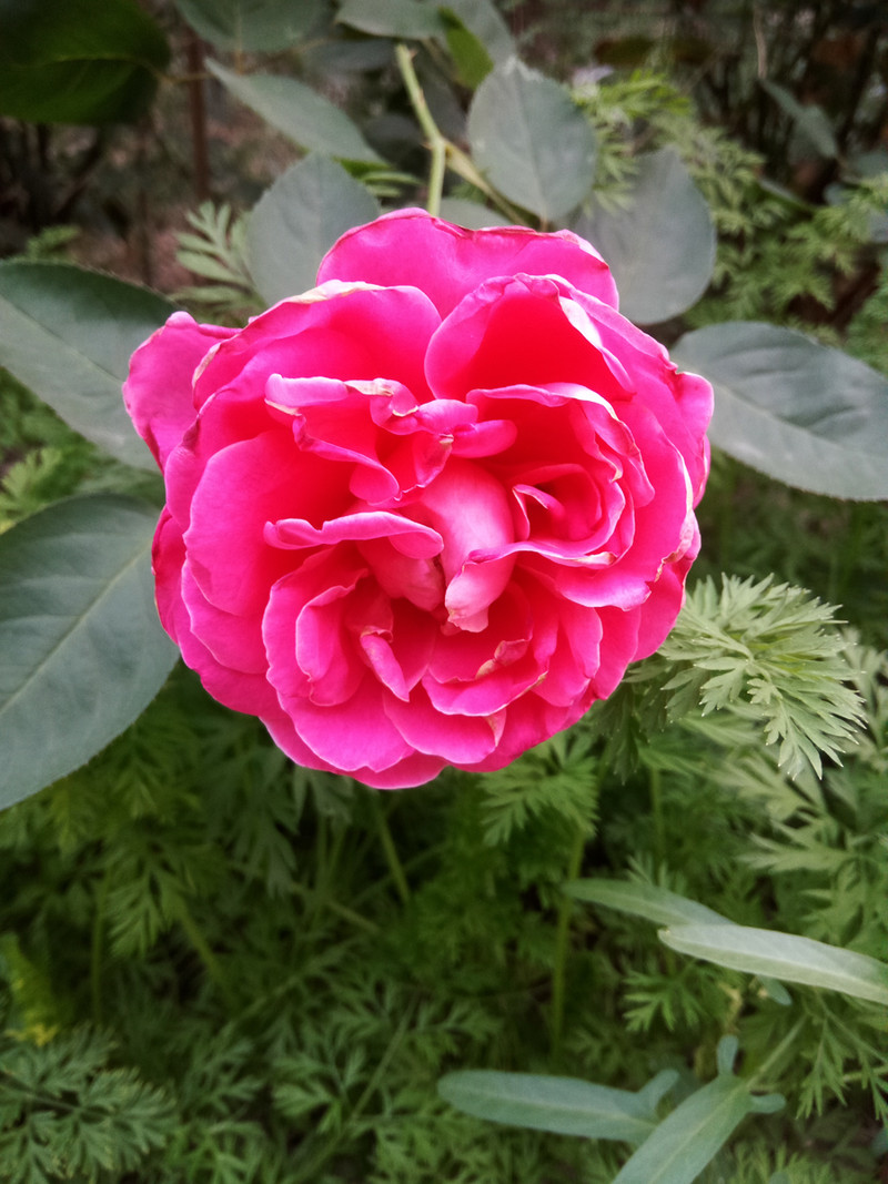 钟爱纯净、简约、白之美手机-iuni N1之开箱系统篇