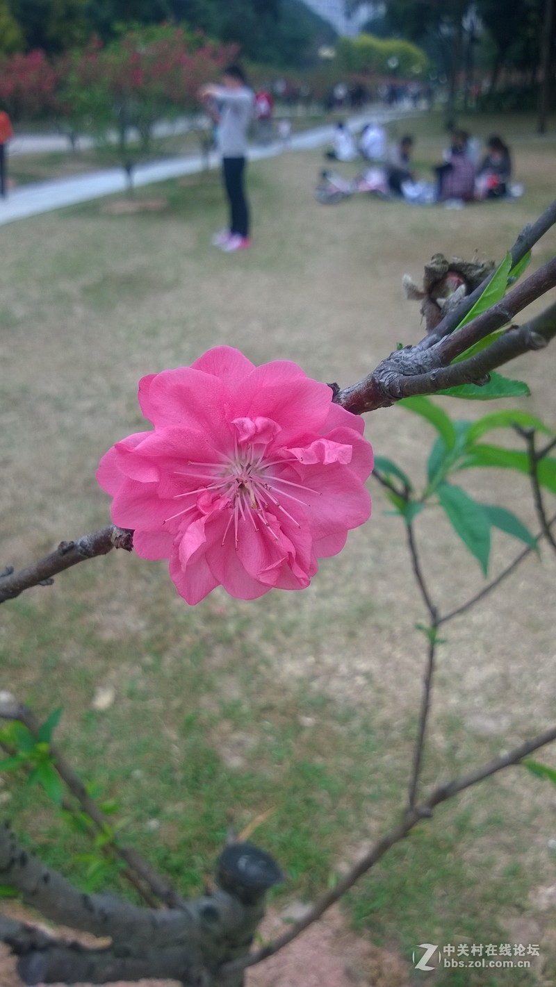 诺基亚928的效果，桃花运贴