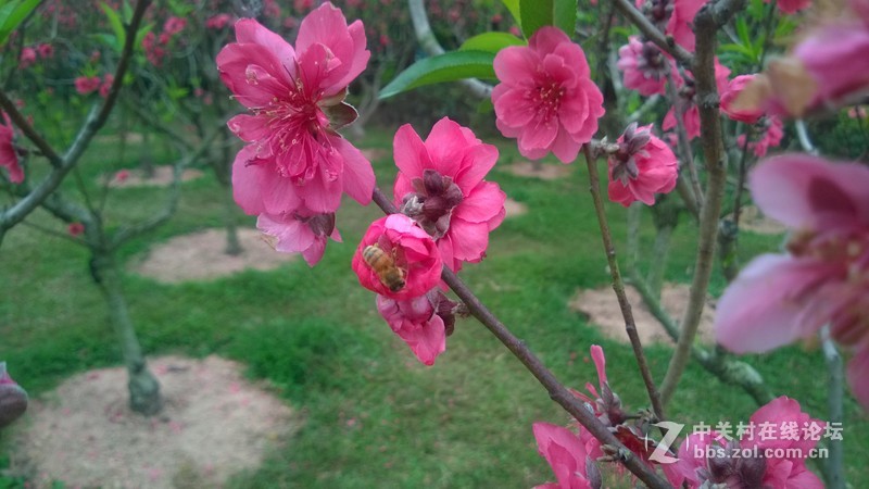 诺基亚928的效果，桃花运贴