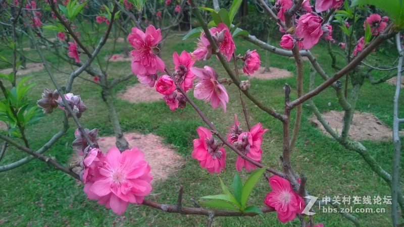 诺基亚928的效果，桃花运贴