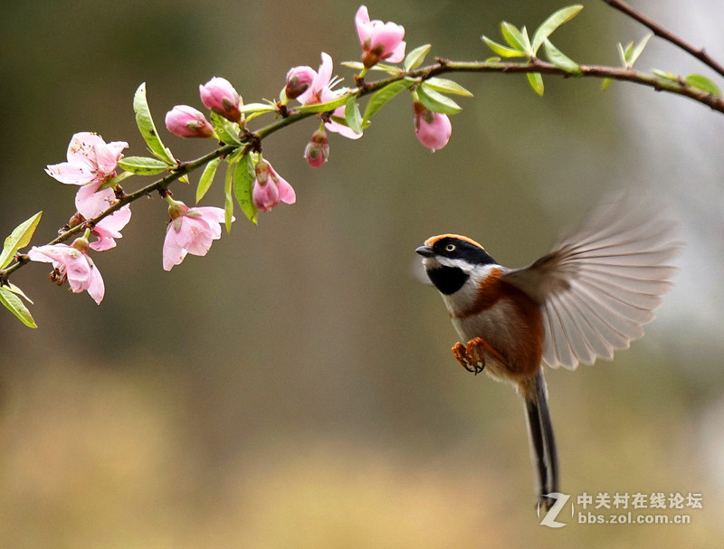 花儿下飞翔的小鸟(二)