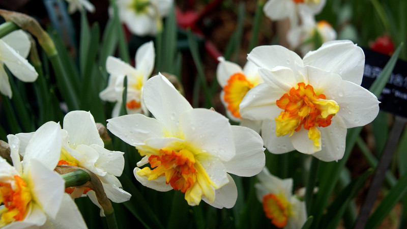 很久没有发图了，发几张花图。