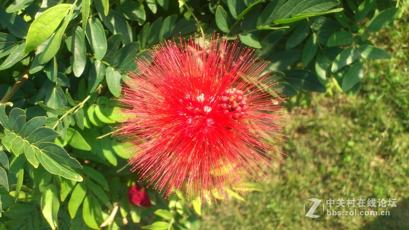 st18i记录下来的深圳公园