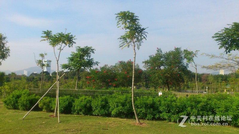 st18i记录下来的深圳公园