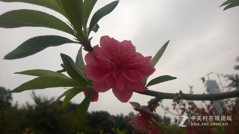 诺基亚928的效果，桃花运贴