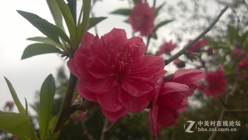 诺基亚928的效果，桃花运贴