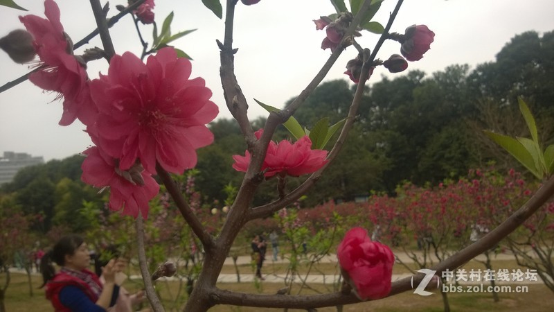 诺基亚928的效果，桃花运贴