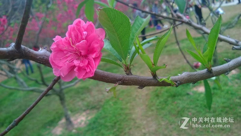 诺基亚928的效果，桃花运贴