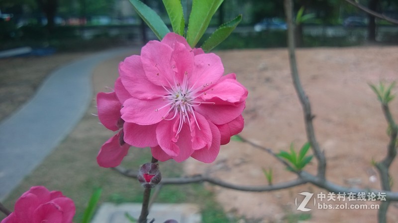 诺基亚928的效果，桃花运贴