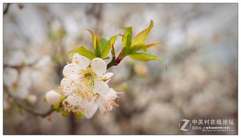 元旦香雪公园摄影福利