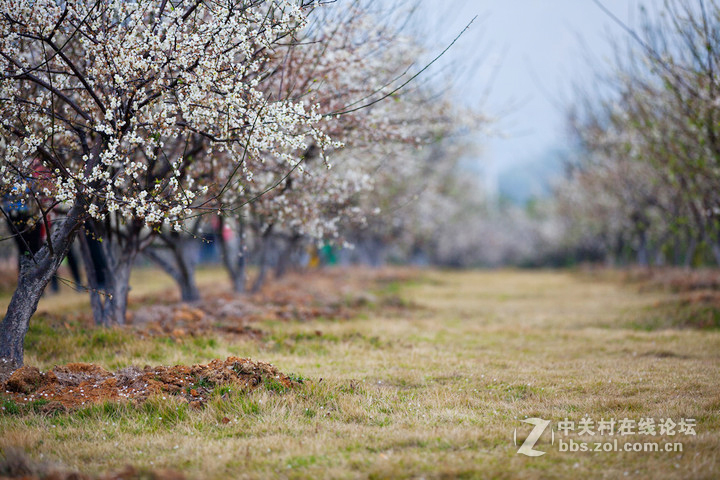 元旦香雪公园摄影福利