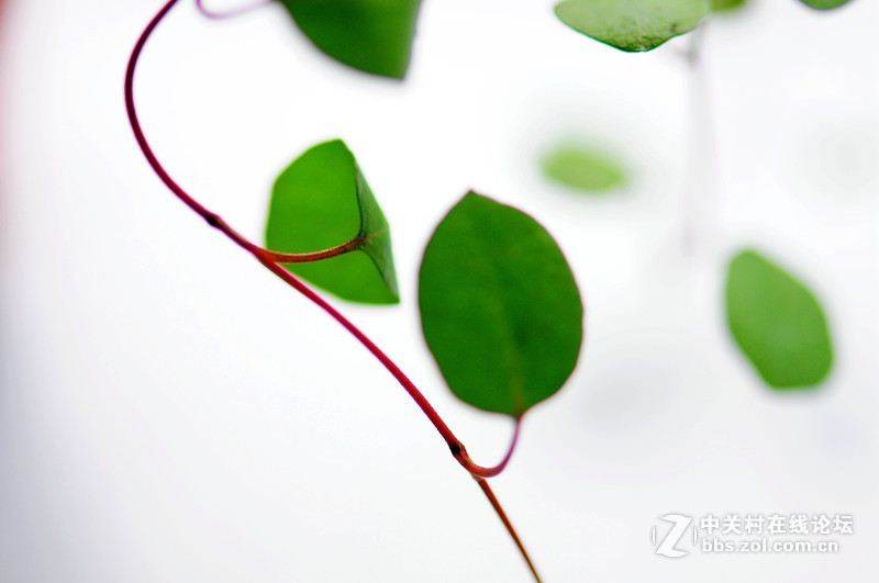 秋风惊绿，一枝细看取。