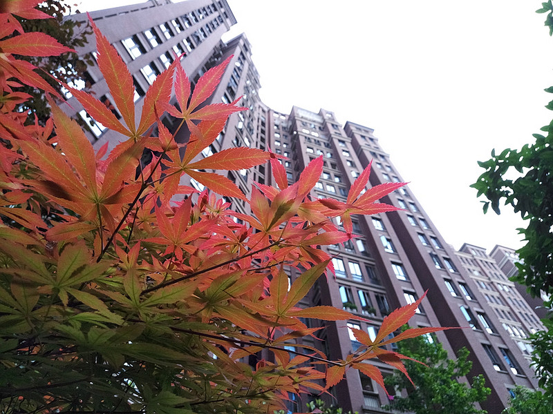 #轻易不说完美#小有乾坤，薄中见锐！魅族PRO6拍摄的魅力（八）