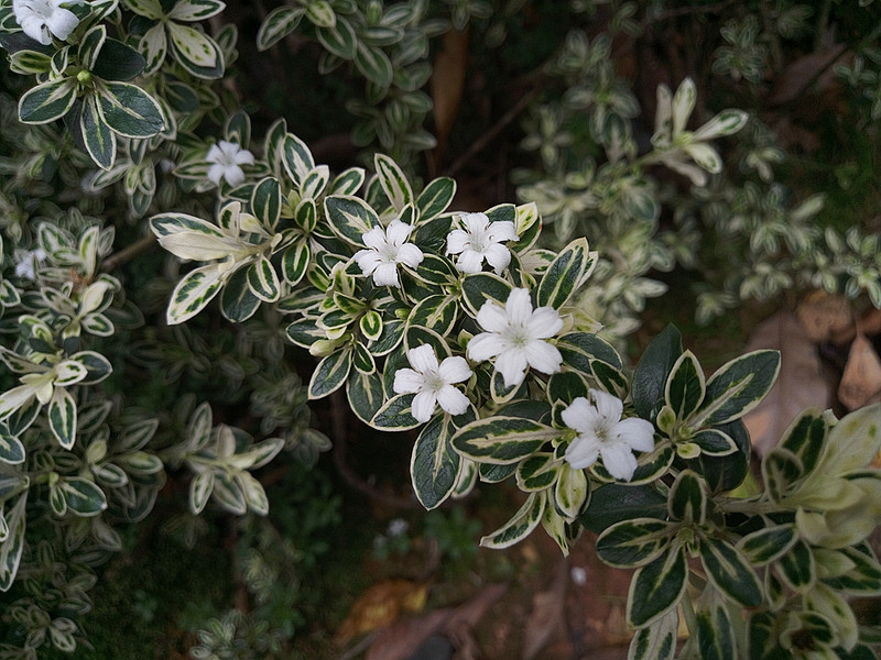 #轻易不说完美#小有乾坤，薄中见锐！魅族PRO6拍摄的魅力（八）