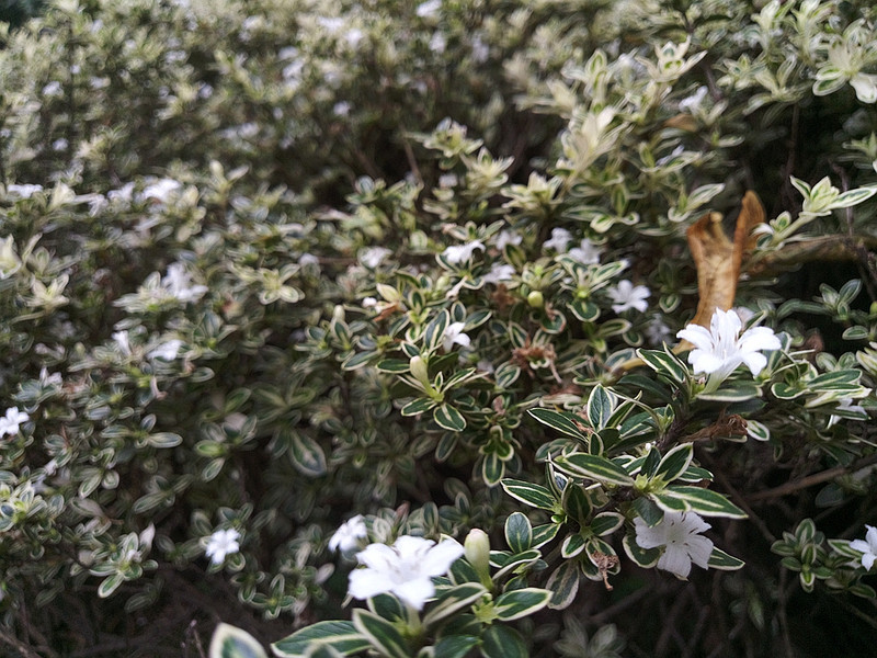 #轻易不说完美#小有乾坤，薄中见锐！魅族PRO6拍摄的魅力（八）