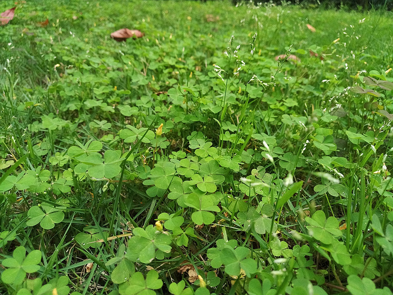 #轻易不说完美#小有乾坤，薄中见锐！魅族PRO6拍摄的魅力（八）