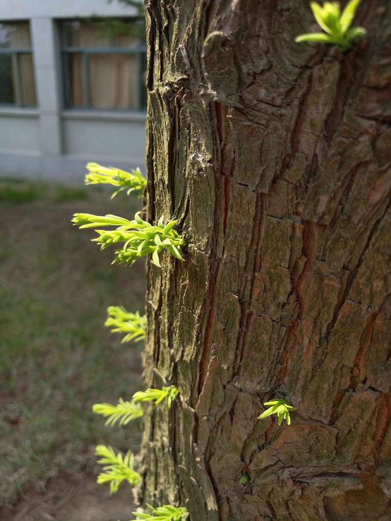 #轻易不说完美# 魅族PRO6专项测评(一)——【PRO6/iPhoneSE/iPhone6s】相机PK战