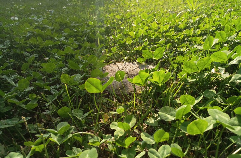 #轻易不说完美# 魅族PRO6专项测评(一)——【PRO6/iPhoneSE/iPhone6s】相机PK战