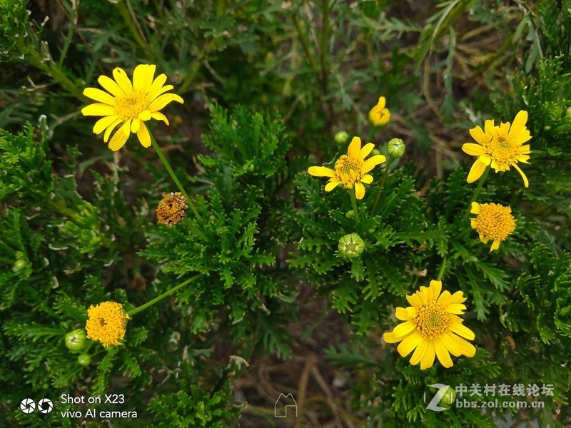 超大广角、流光溢彩？X23真机抢先上手详细体验