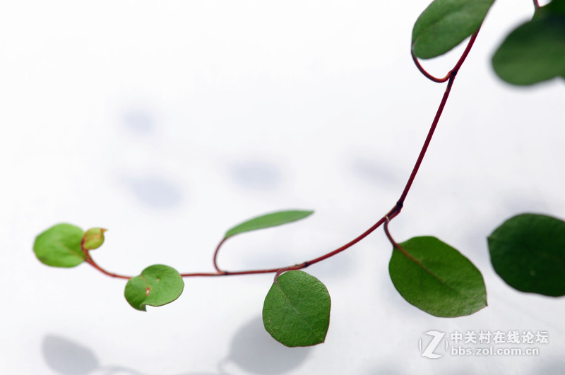 秋风惊绿，一枝细看取。