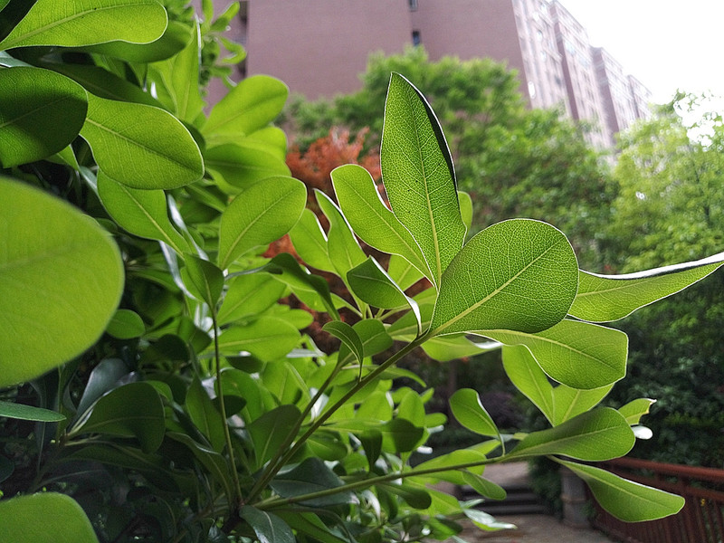 #轻易不说完美#小有乾坤，薄中见锐！魅族PRO6拍摄的魅力（八）