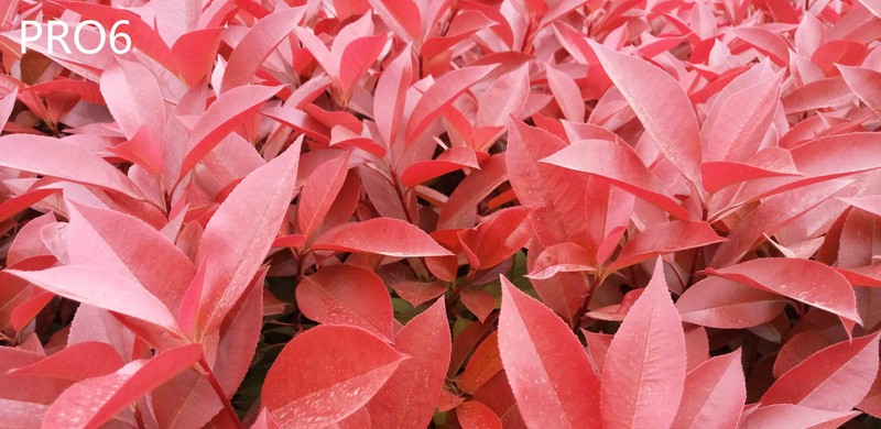 #轻易不说完美# 魅族PRO6专项测评(一)——【PRO6/iPhoneSE/iPhone6s】相机PK战