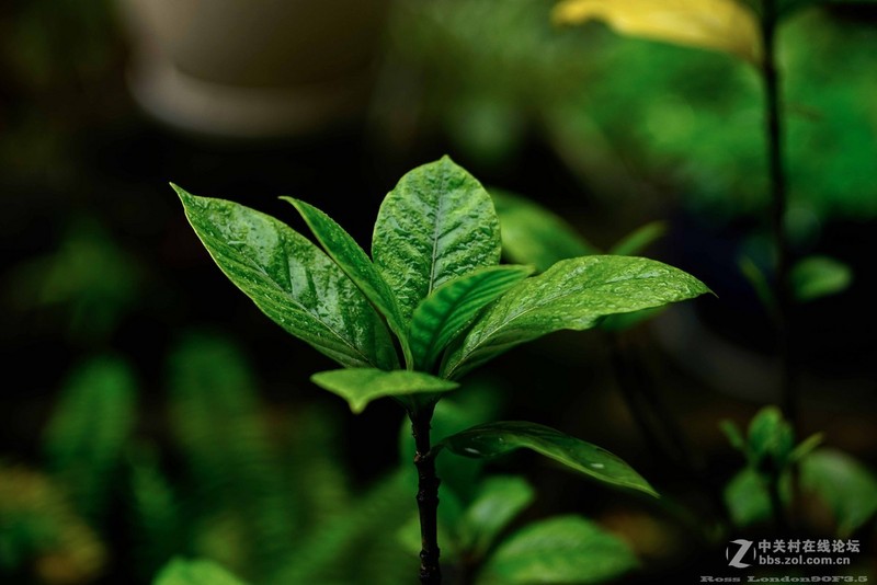 Sｏｎｙ　Ａ７Ｒ＋Ｒｏｓｓ　ｌｏｎｄｏｎ９０F3.5