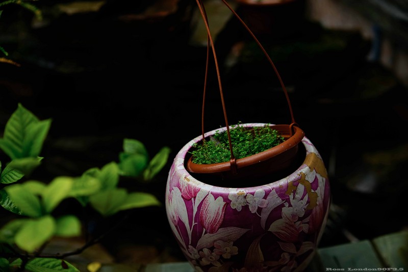 Sｏｎｙ　Ａ７Ｒ＋Ｒｏｓｓ　ｌｏｎｄｏｎ９０F3.5