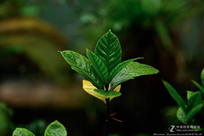 Sｏｎｙ　Ａ７Ｒ＋Ｒｏｓｓ　ｌｏｎｄｏｎ９０F3.5
