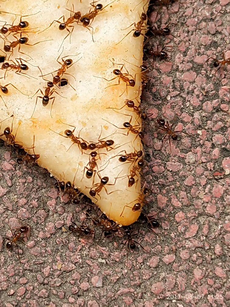 一天很无聊啊逗逗蚂蚁