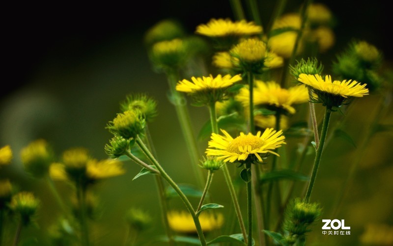 肯高  400  F8   镜头随拍试镜