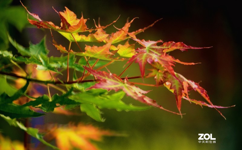 肯高  400  F8   镜头随拍试镜