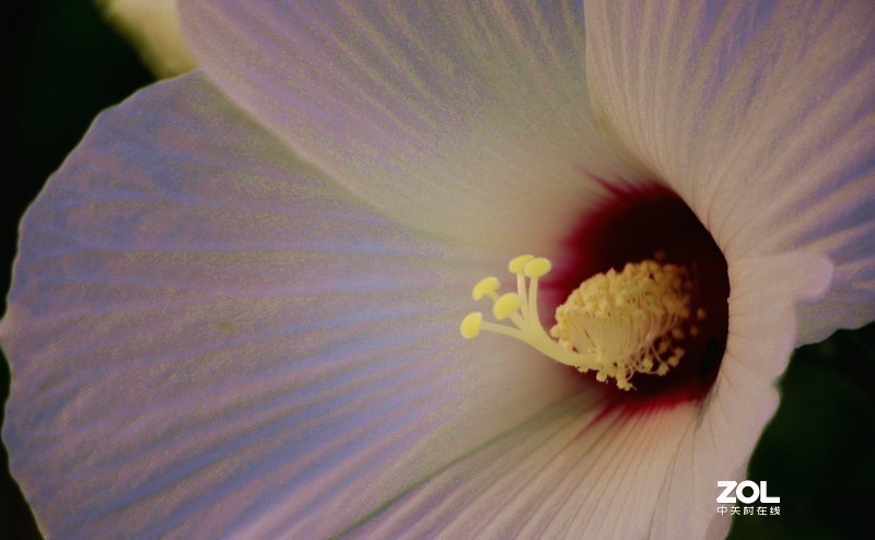 肯高  400  F8   镜头随拍试镜