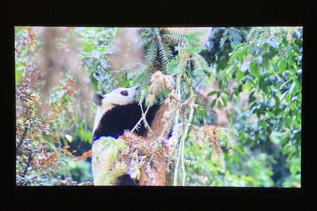 大墙何必浪费在小电视机身上——明基W1700M 4K家用投影仪 评测