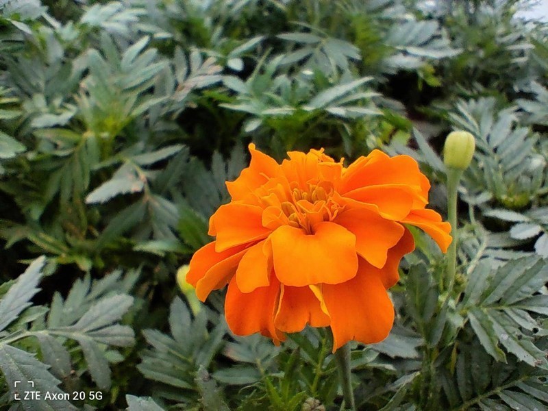 大隐隐于屏下，屏下摄像头手机中兴天机Axon 20 5G评测