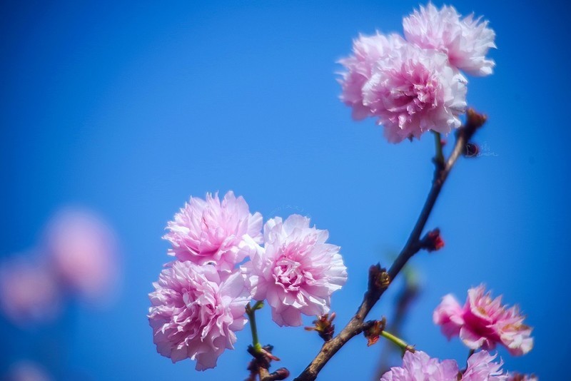櫻花