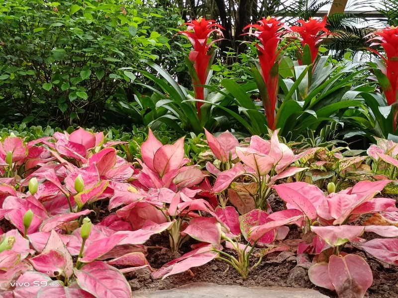 拿着vivo S9探秘植物园，看看自拍旗舰的后置影像实力如何