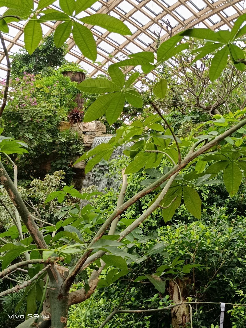 拿着vivo S9探秘植物园，看看自拍旗舰的后置影像实力如何