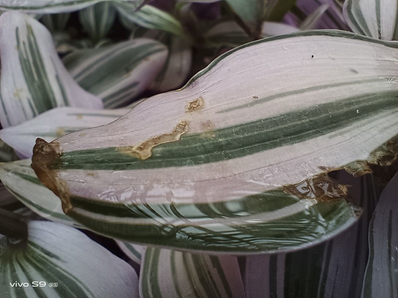 拿着vivo S9探秘植物园，看看自拍旗舰的后置影像实力如何