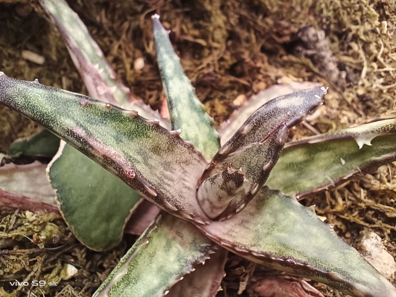 vivo S9体验小评：颜值与自拍是主打，其他方面也不错