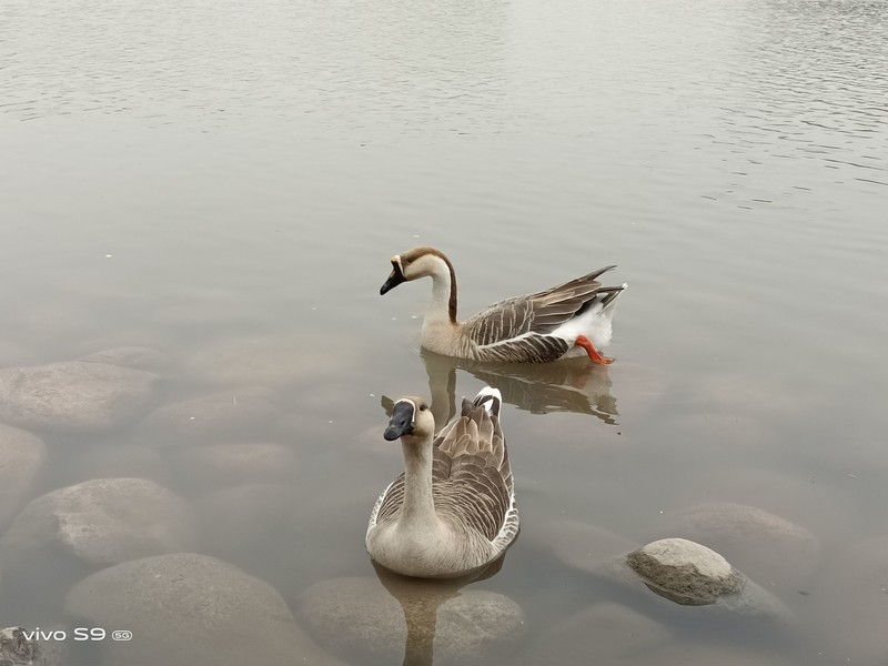 vivo S9体验小评：颜值与自拍是主打，其他方面也不错